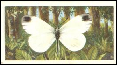 39 Wood White